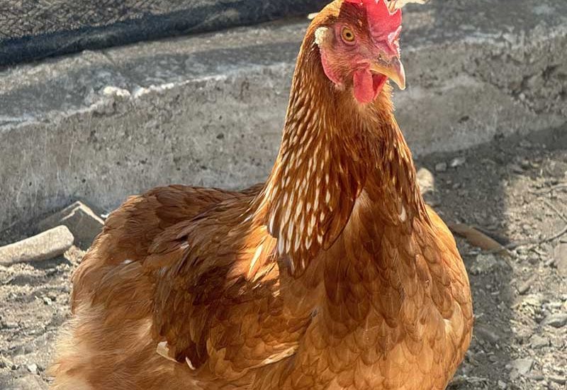 cepam-minigall-rancho-1