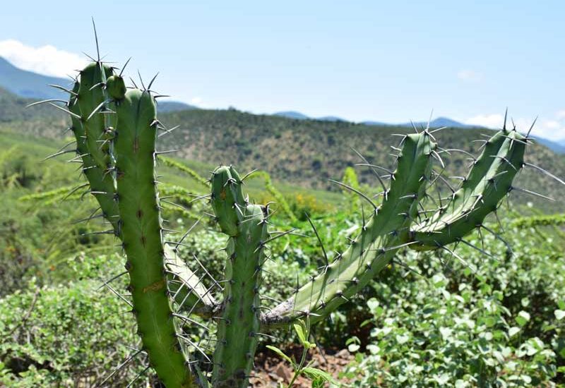 cepam-minigall-rancho-3