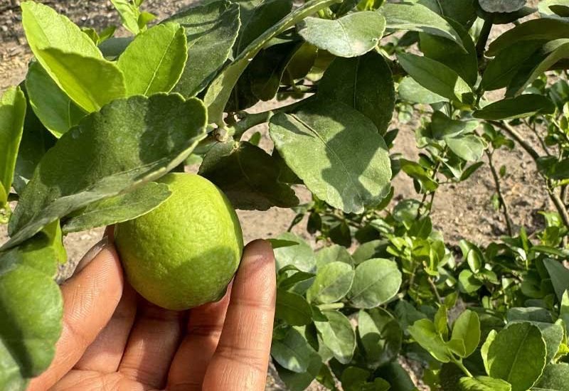 cepam-minigall-rancho-4