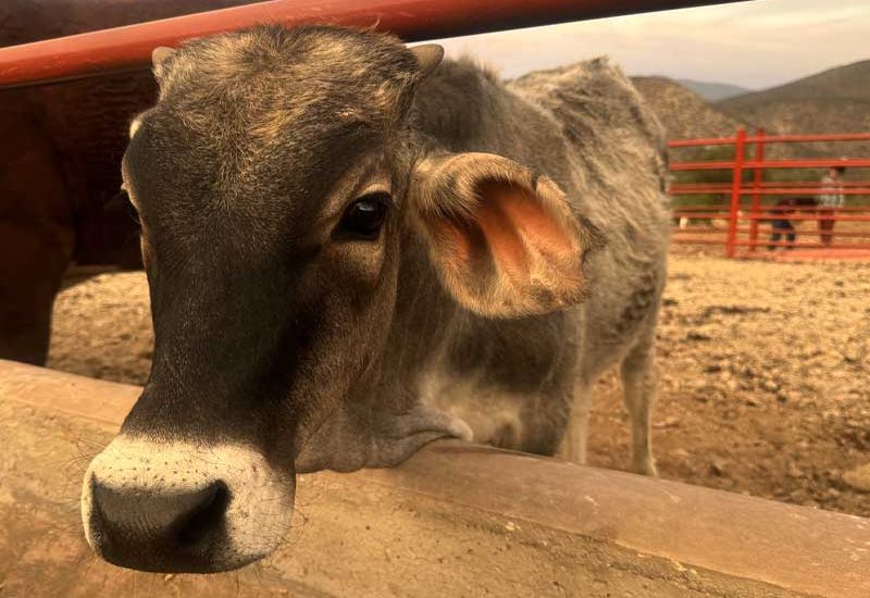 cepam-minigall-rancho-5