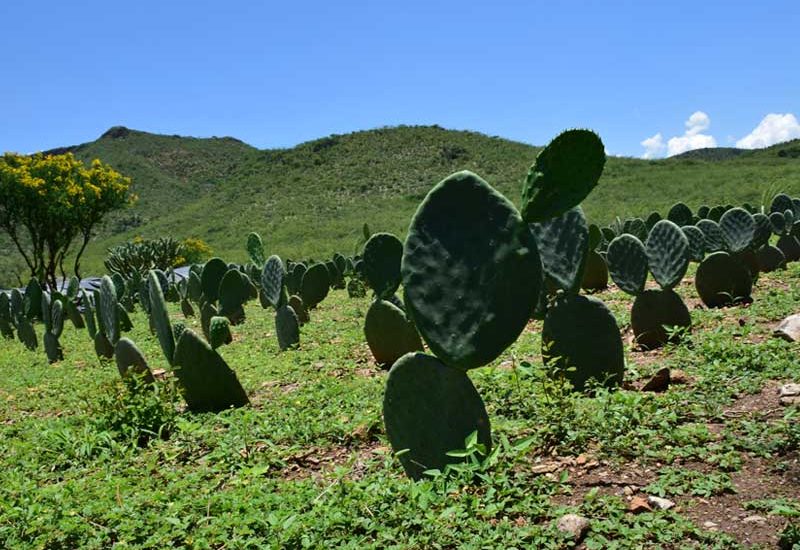 cepam-minigall-rancho-6